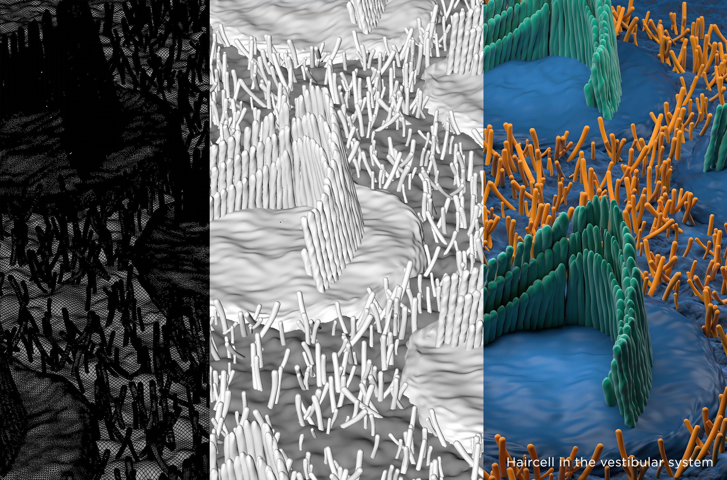 Orvosi illusztrációk